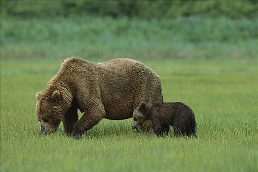 大灰熊,棕熊,吃,莎草,草,卡特麦国家公园,阿拉斯加