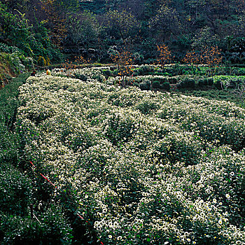地里种植的白菊花