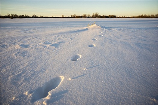 脚印,雪地,冬季风景