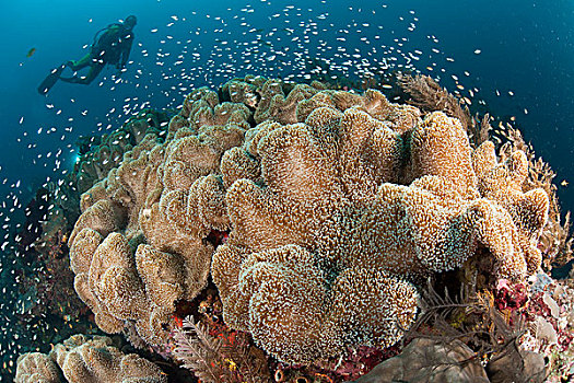 潜水,接近,大量,蘑菇,皮革,珊瑚,四王群岛