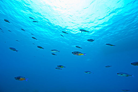 濑鱼,托托拉岛,英属维京群岛,加勒比