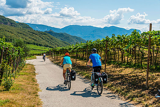 两个,骑车,山地车,自行车道,穿过,阿尔卑斯山,葡萄园,湖,特兰迪诺,南蒂罗尔,意大利,欧洲