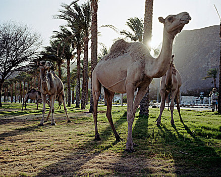骆驼,埃及