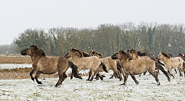 原始,马,牧群,马慢跑,雪,火腿,自然,自然保护区,英格兰,英国,欧洲