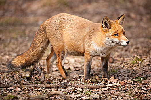 红狐,狐属,俘获,北莱茵威斯特伐利亚,德国,欧洲