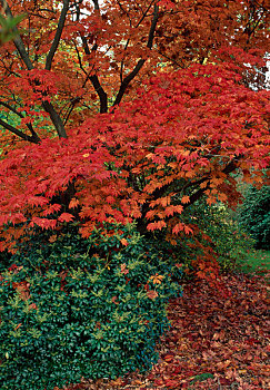 日本槭,鲜明,红色,秋叶,马醉木属