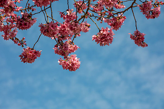 春暖花开樱花背景图