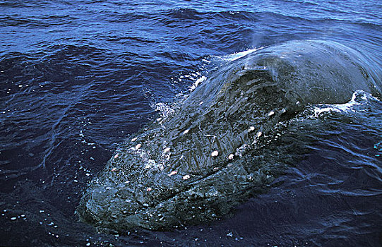 驼背鲸,大翅鲸属,鲸鱼,成年,喷涌,水面,阿拉斯加