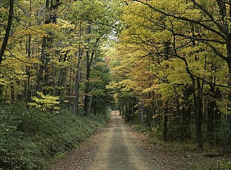 树林,宾夕法尼亚,美国