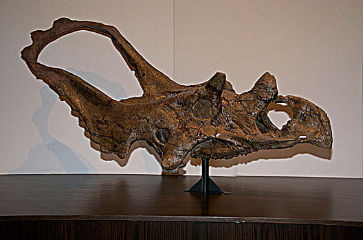 头骨,恐龙省立公园,阿尔泰,加拿大
