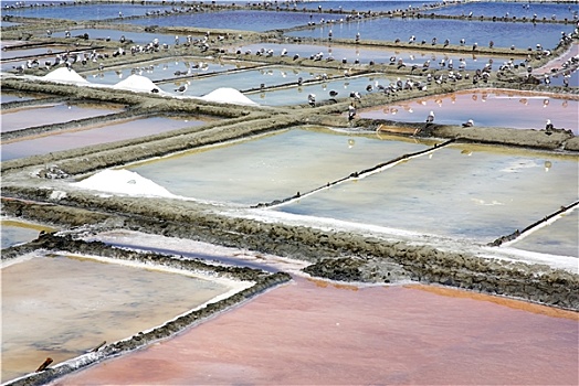 盐,农场,阿威罗,葡萄牙
