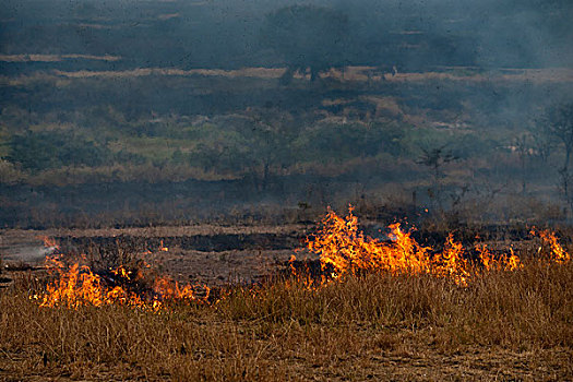 林区大火,塞伦盖蒂,坦桑尼亚,非洲