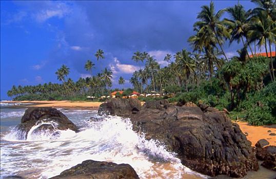 斯里兰卡,加勒,棕榈树,海滩