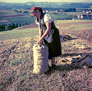 女人,收获,土豆,黄麻纤维,包,农业,产业,区域,德国,欧洲