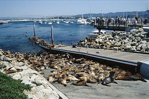 人口过剩,加利福尼亚,海狮,加州海狮,一堆,码头,船,坡道,蒙特里