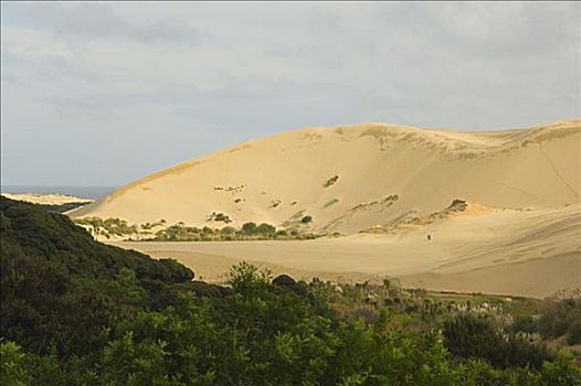 巨大,沙丘,半岛,北岛,新西兰