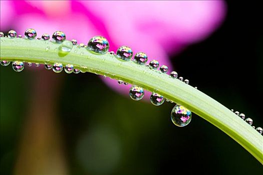 露珠,茎,花