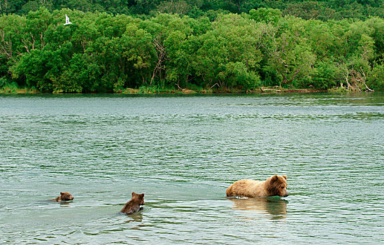 棕熊,女性,游泳,幼兽,湖,堪察加半岛,俄罗斯,欧洲