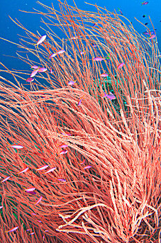 鞭子,珊瑚,米尔恩湾,巴布亚新几内亚