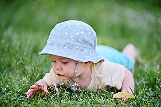 男婴,5个月,草,看,雏菊,奥地利,欧洲