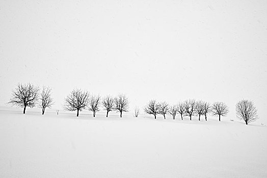 积雪,冬季风景,多,树,远景,美瑛