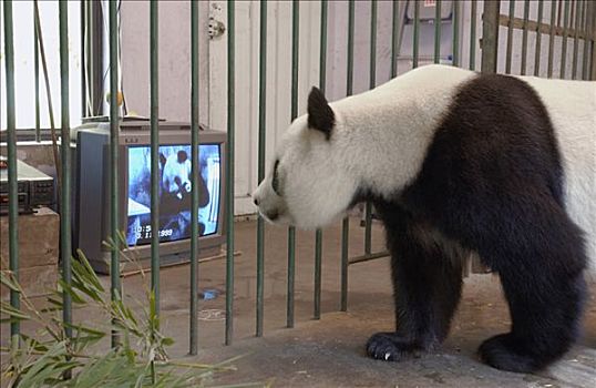 大熊猫,俘获,新生,学习,亲情,技能,看,录像,母亲,一个,老,幼仔,卧龙自然保护区,中国