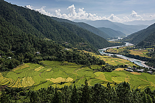 河,流动,山谷,茂密,农田,围绕,山,廷布,不丹