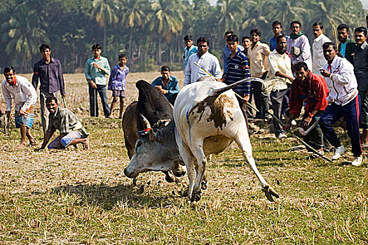斗牛,孟加拉,一月,2008年