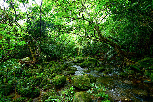 树林,岛屿,冲绳,日本