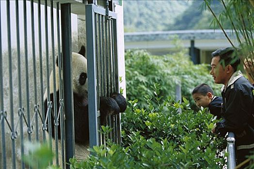大熊猫,游人,北京,动物园,中国