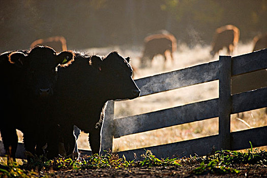 牛,靠近,栅栏,艾伯塔省,加拿大