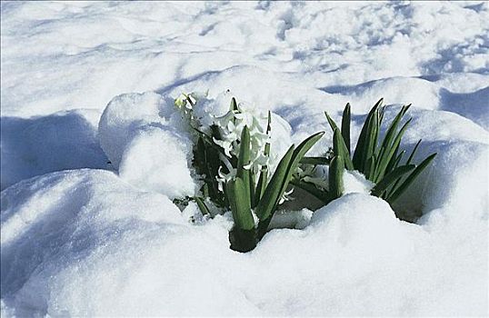 白色,风信子,花,花园,积雪,四月,雪,春天,德国,欧洲