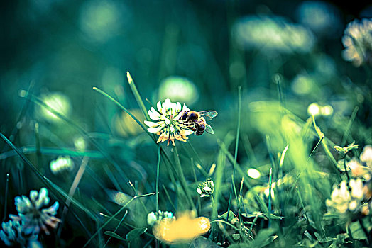 蜜蜂,花,三叶草,花地