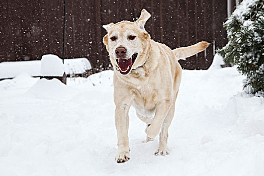 美国,俄勒冈,拉布拉多犬,玩雪