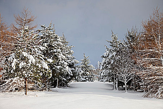 诺森伯兰郡,英格兰,积雪,树