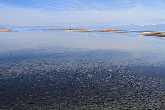 弗拉明戈,盐湖,阿塔卡马沙漠