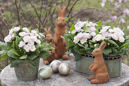 樱草属植物,粉色,香槟,复活节兔子