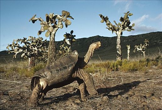 加拉帕戈斯巨龟,加拉帕戈斯象龟,干燥,栖息地,仙人掌,地面,岛屿,加拉帕戈斯群岛,厄瓜多尔