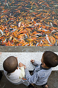 中国人,孩子,看,喂食,锦鲤,鲤鱼,金鱼,水塘,鱼肉,游动,狂怒,食物,热带,公园,广西,华南