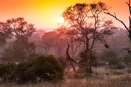 长颈鹿,向上,吃,树,日落,剪影,背景