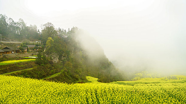 重庆酉阳,小雨晨雾满山涧,金波道道秀梯田