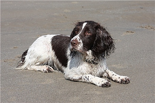 白色,工作,输入,英国史宾格犬,躺着,沙滩
