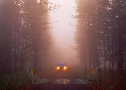 汽车,牛,大门,雾,靠近,俄勒冈,美国