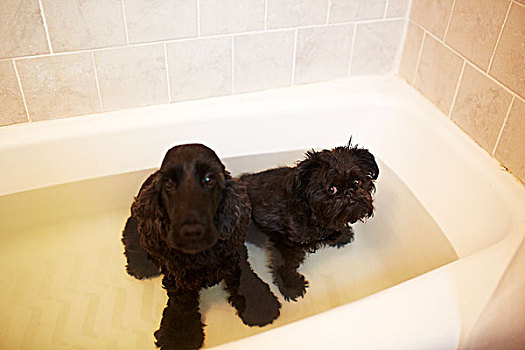 狗,浴缸