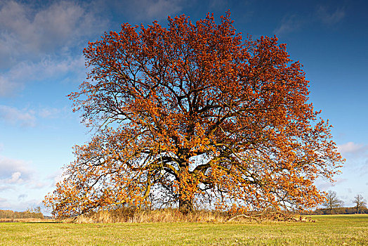 橡树,栎属,孤树,秋天,草地,生物保护区,中间,萨克森安哈尔特,德国,欧洲