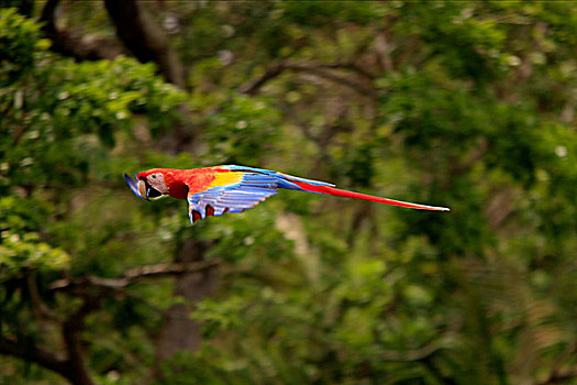 绯红金刚鹦鹉,成年,飞,过去,雨林,洪都拉斯,加勒比海,中美洲,拉丁美洲