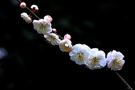 梅花,花朵,梅园,春天,报春