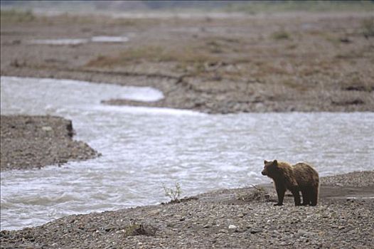 大灰熊,棕熊,诱惑,驼鹿,畜体,德纳利国家公园和自然保护区,保存,阿拉斯加