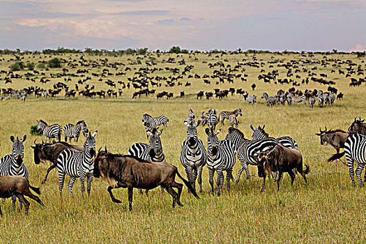 斑马,角马,迁徙,马塞马拉野生动物保护区,肯尼亚