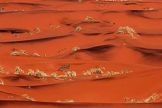 红色,沙丘,遮盖,草,道路,纳米布沙漠,纳米比沙漠,公园,纳米比亚,非洲